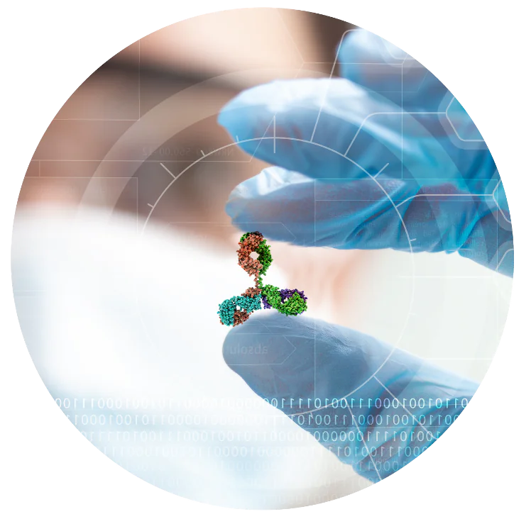 Antibody-hold-circle